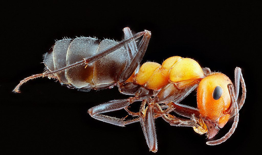 Ant Control service in Auburn, AL