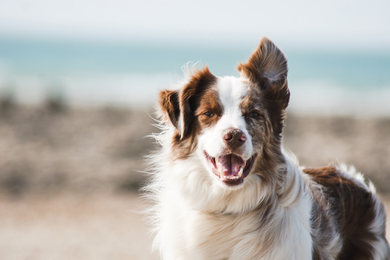 Flea & Tick Control service in Auburn, AL
