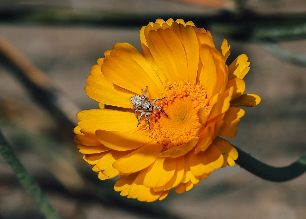 Spider Control service in Auburn, AL